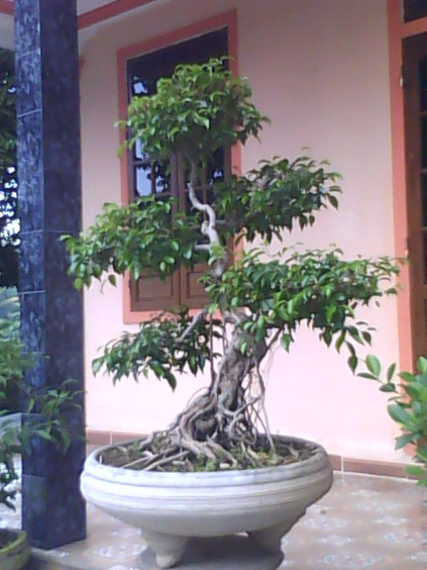 Hình ảnh BONSAI - Việt Nam