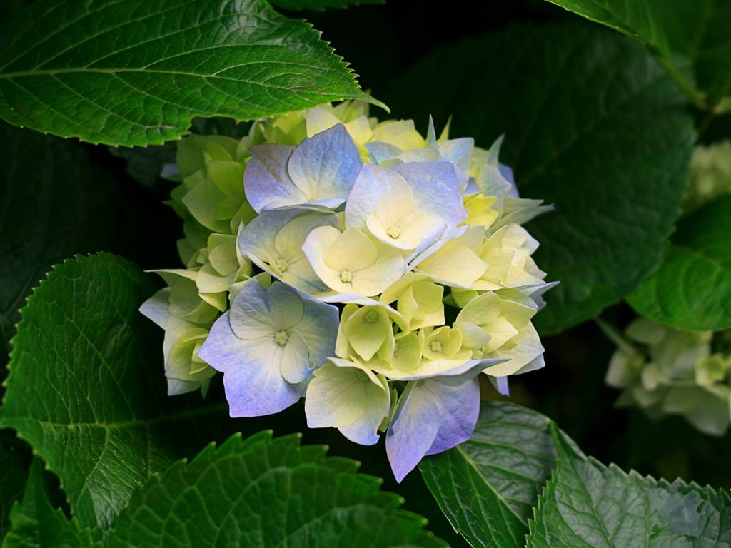 Hình ảnh Hydrangeas - Sheraton Hà Nội