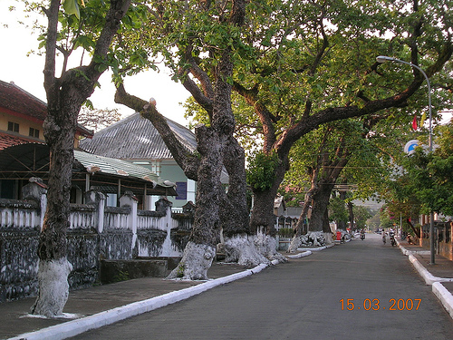 Hình ảnh Bang co thu pho cu - by vbacnguyen.jpg - Côn Đảo