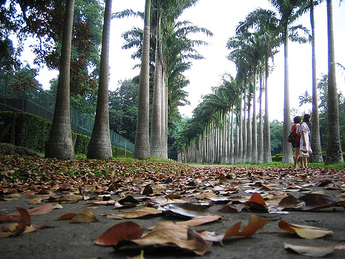 Hình ảnh La rung van vuong - by nga_redbull.jpg - Vườn Bách Thảo