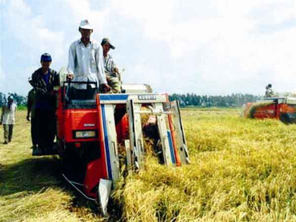 Hình ảnh Nong Truong Song Hau 4 - By vietnamnet.vn.jpg - Nông trường sông Hậu