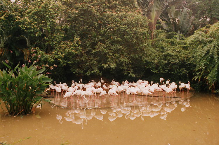 Hình ảnh Jurong bird Park 8 By Google.jpg - Vườn chim Jurong