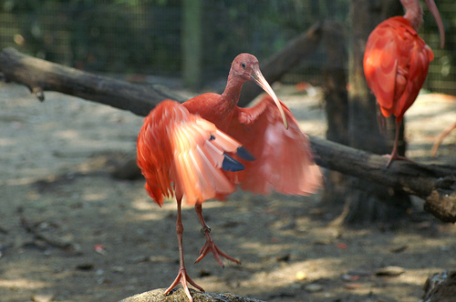 Hình ảnh Jurong bird Park 3 By Google.jpg - Vườn chim Jurong