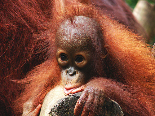 Hình ảnh Singapore Zoo By  prajuvikas