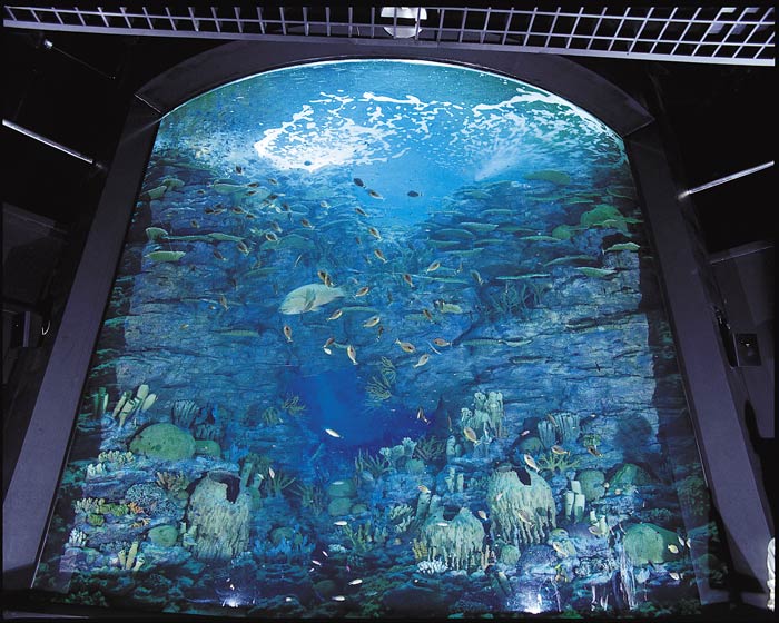 Hình ảnh Siam Ocean World 2.jpg - Công viên Đại dương nước Siam