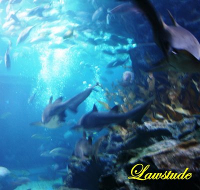 Hình ảnh Siam Ocean World 4.jpg - Công viên Đại dương nước Siam