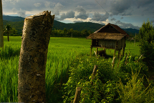 Hình ảnh Canh dong lua ngoai o Luang Prabang.jpg - Luang Prabang