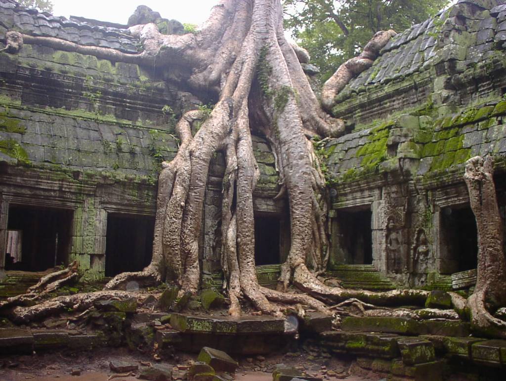 Hình ảnh Ta_Prohm008_roots.jpg - Ta Prohm