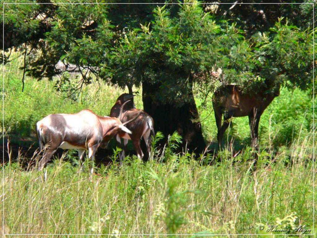 Hình ảnh Groenkloof Nature Reserve (4).jpg - Groenkloof Nature Reserve