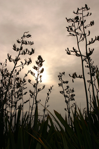 Hình ảnh thiên nhiên - Travis Wildlife Reserve