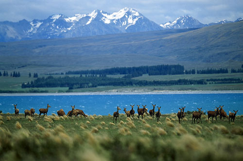 Hình ảnh Thiên nhiên hoang dã - New Zealand