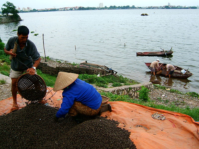 Hình ảnh Screw at West Lake - Hồ Tây