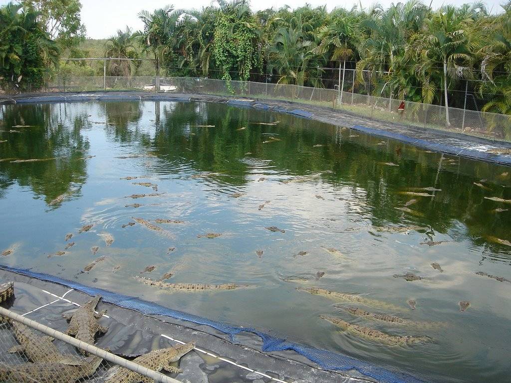 Hình ảnh Crocodylus_Park_029.jpg - Công viên Crocodylus