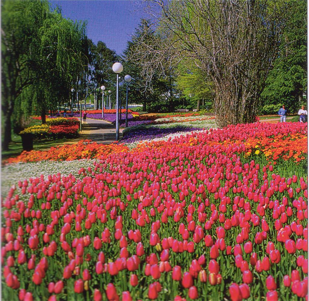 Hình ảnh qd-canberra-springfestival.jpg - Canberra