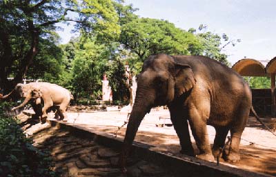 Hình ảnh images279891_thaocamvien.jpg - Thảo Cầm Viên Sài Gòn