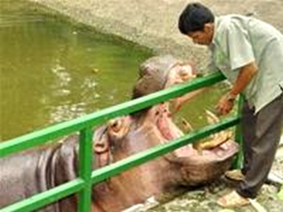 Hình ảnh images1246805_chamsocthuTCVSG_H.jpg - Thảo Cầm Viên Sài Gòn