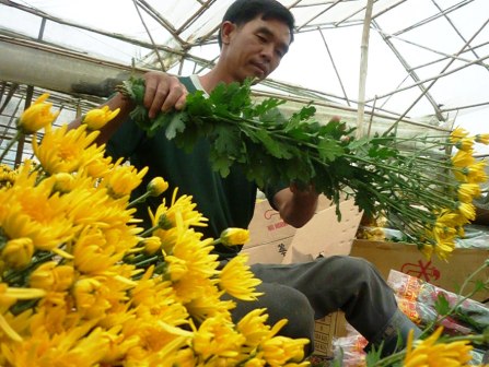 Hình bài viết Về nơi trả công cắt hoa 400.000đồng/ngày