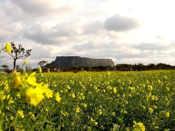Hình ảnh Cánh đồng Hoa Jeju - Jeju