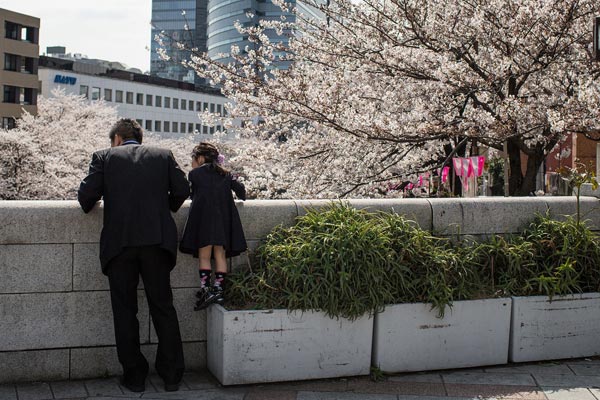 Hình bài viết Thiên đường hoa anh đào ở Tokyo