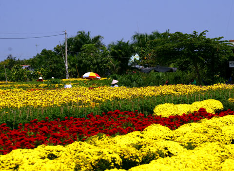 Hình bài viết Sa Đéc miền đất hoa níu chân du khách