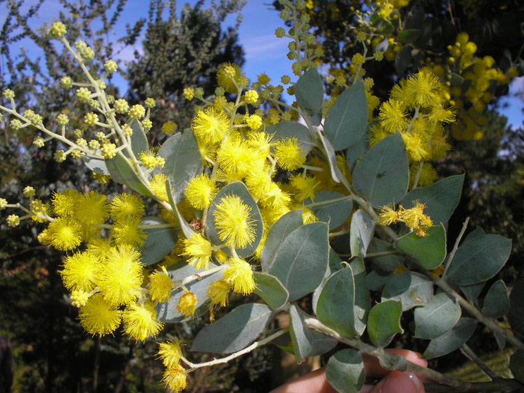 Hình bài viết Mimosa, con đèo mang tên loài hoa
