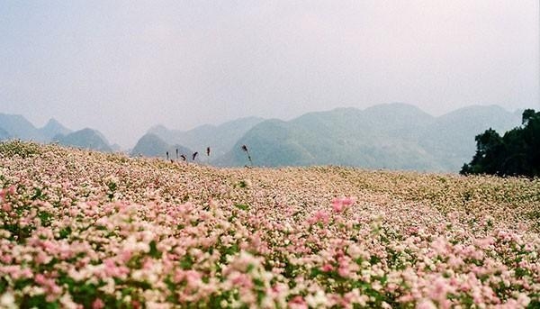 Hình bài viết Khung cảnh thần tiên ở Tam Giác Mạch