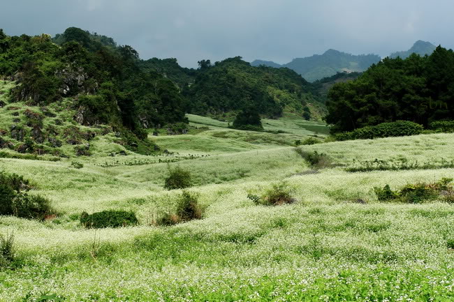 Hình bài viết Thảo nguyên trắng Mộc Châu