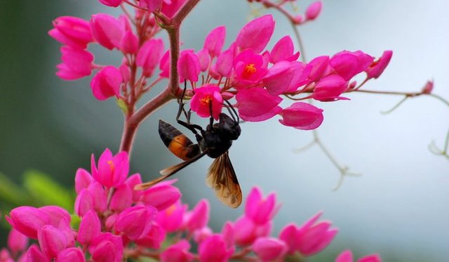 Hình bài viết Loài hoa của 12 cung hoàng đạo.