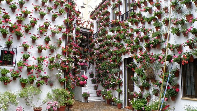 Hình bài viết Lễ hội hoa của người Cordoba