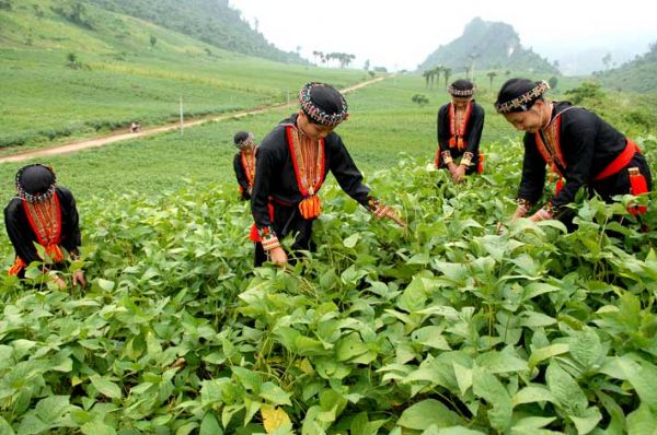 Hình ảnh Bình nguyên xanh Khai Trung - Bình nguyên Khai Trung