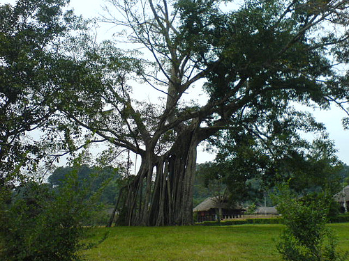 Hình ảnh Cây đa Tân Trào - Tuyên Quang