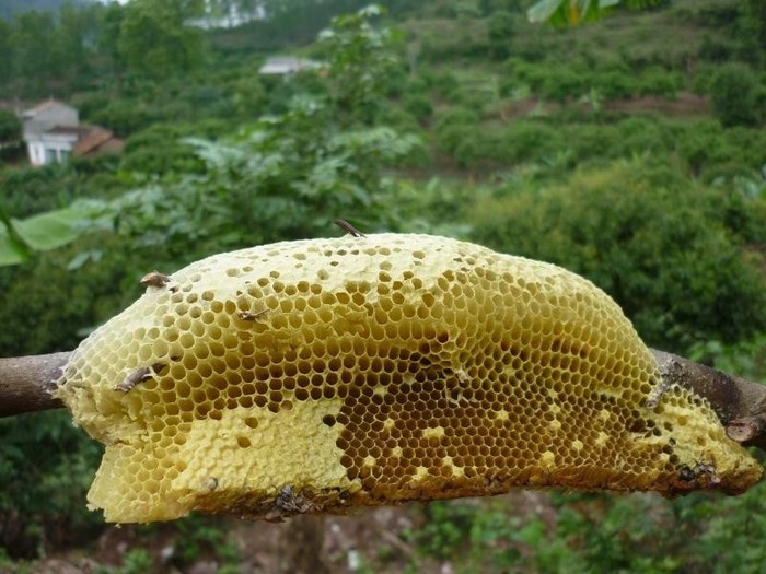 Hình bài viết Đặc sản Hà Giang trong mùa tam giác mạch