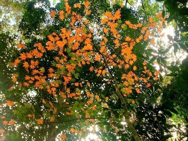 Hình bài viết Ngắm rừng phong Đà Lạt thơ mộng trong nắng thu