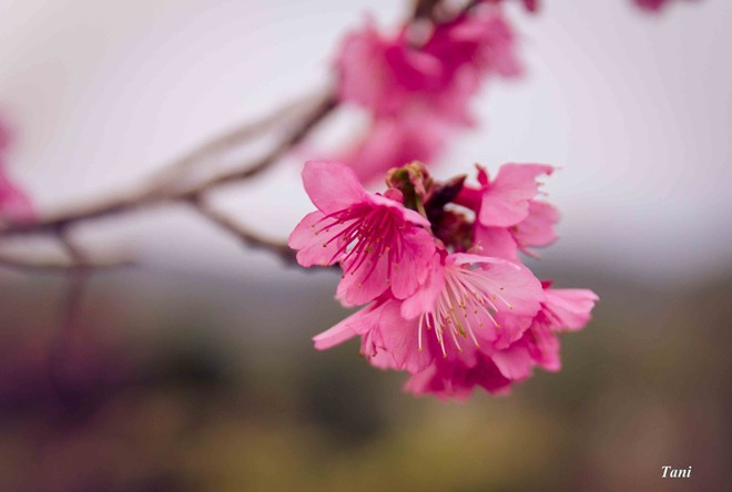 Hình bài viết Tham quan "Đảo hoa đào" ở Điện Biên