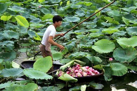 Hình bài viết Mùa sen