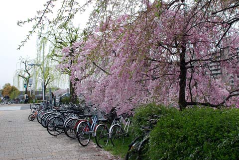 Hình ảnh Xe đạp được nhiều người dân kyoto dùng làm phương tiện đi lại - Kyoto