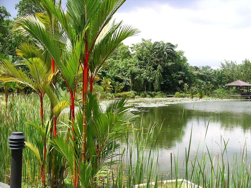 Hình ảnh Botanic Garden - Singapore