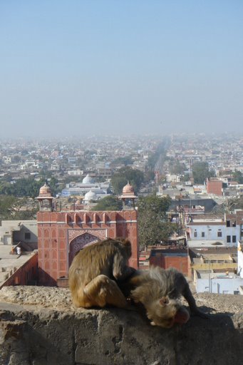 Hình ảnh Monkey Palace. Jaipur, India..JPG - Jaipur