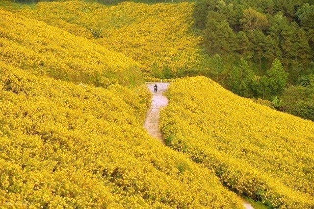 Hình bài viết Ảnh hoa dã quỳ Thái Lan bị nhầm là ở Đà Lạt