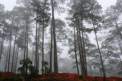 Hình bài viết Đà Lạt
