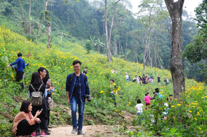 Hình bài viết Ba Vì đông nghịt, đầy rác mùa hoa dã quỳ