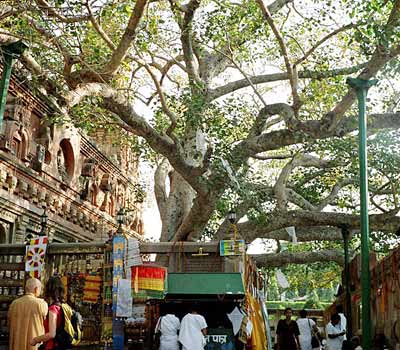 Hình ảnh Thành phố Bodh Gaya - Bodh Gaya