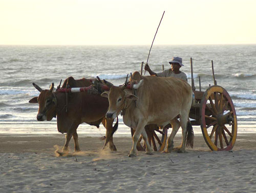 Hình ảnh Bãi biễn pathein - Pathein