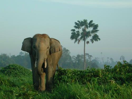 Hình ảnh Voi ở Sumatra - Sumatra