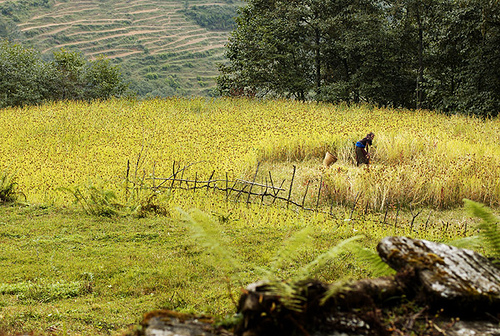 Hình ảnh nepal1.jpg - Nepal