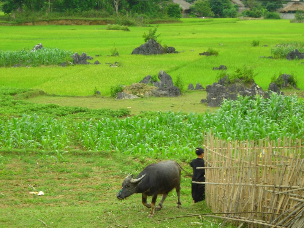 Hình ảnh Cánh đồng của người Tày - Hà Giang