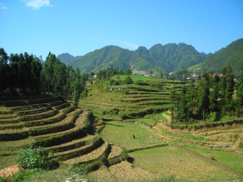 Hình ảnh Ruộng bậc thang tại thị trấn Phó bảng - Thung lũng Phó Bảng