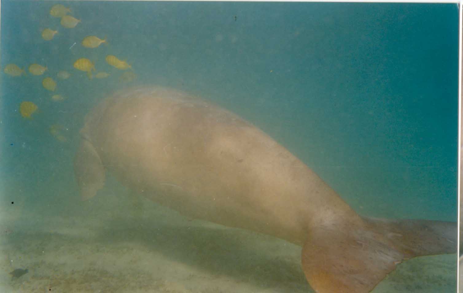 Hình ảnh Ca Dugong.jpg - Côn Đảo