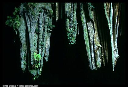 Hình ảnh Thach Nhu - Động Phong Nha