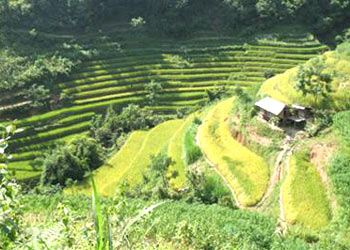 Hình bài viết Ngắm thu ở Hoàng Su Phì